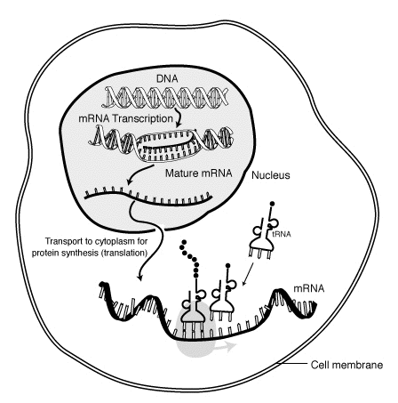 DNA to mRNA transcription